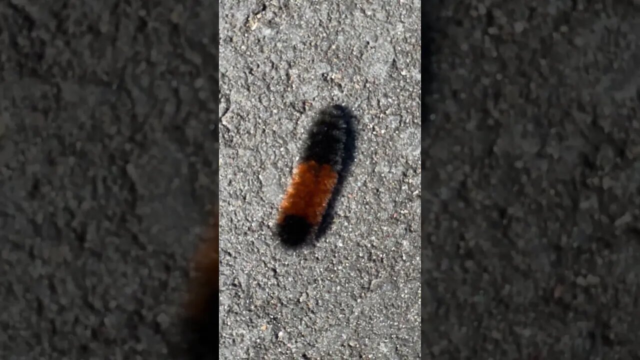 Fat Woolly Bear Caterpillar