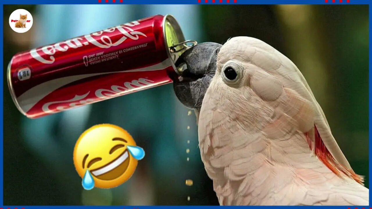 The FUNNIEST Parrot Videos 🦜🤣 That Will Make You Laugh Forever