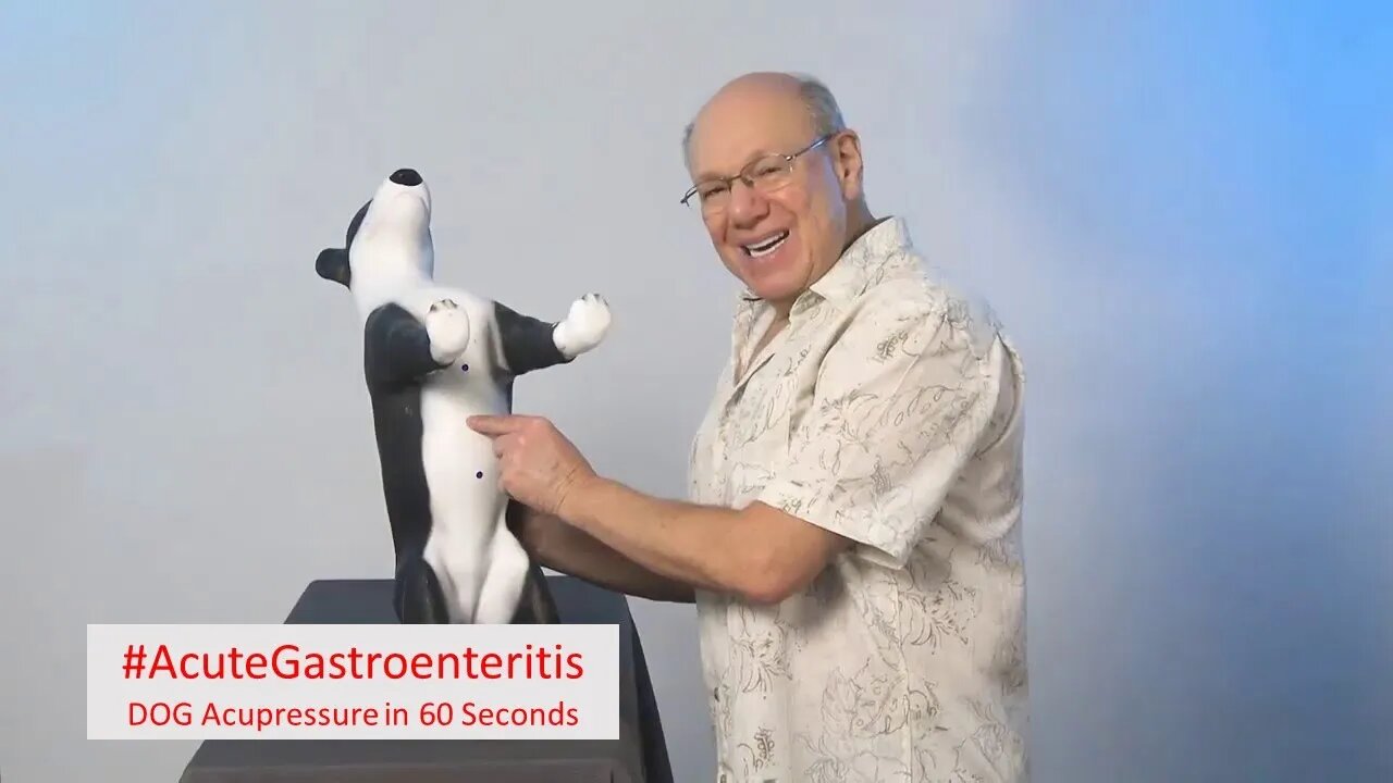 Healing: Acupressure Remedy for Acute Gastroenteritis in Dogs
