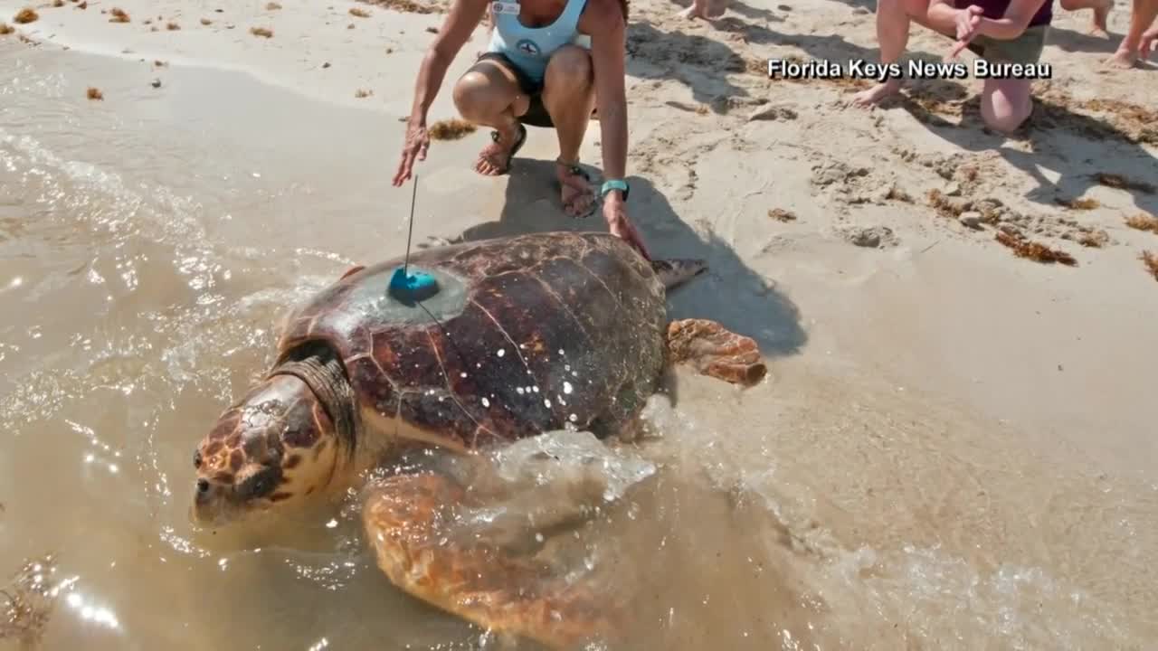 Loggerhead turtle continues to be tracked one year later