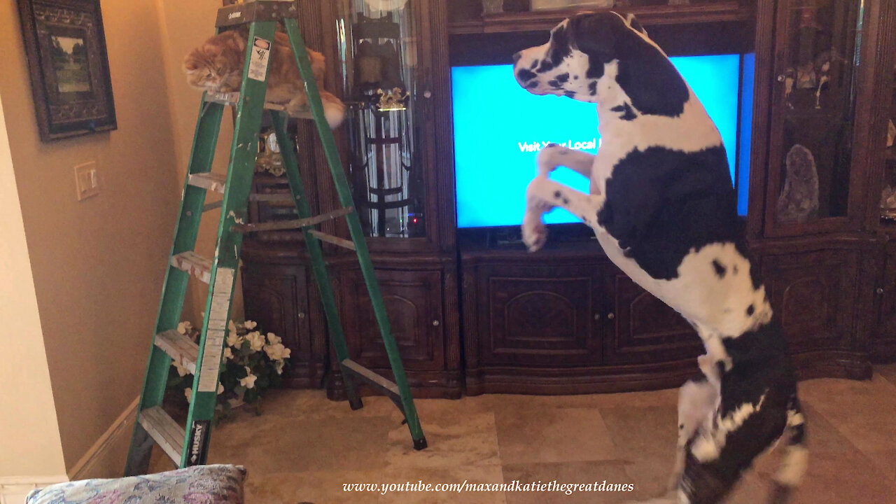 Bouncing Great Dane Has A Chat With Ladder Climbing Cat