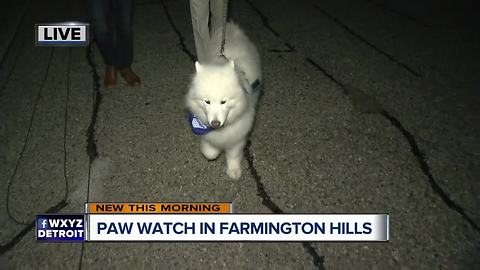 How dog walkers are keeping metro Detroit community safe