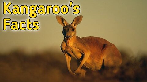 Interesting Facts About Kangaroo's.🦘
