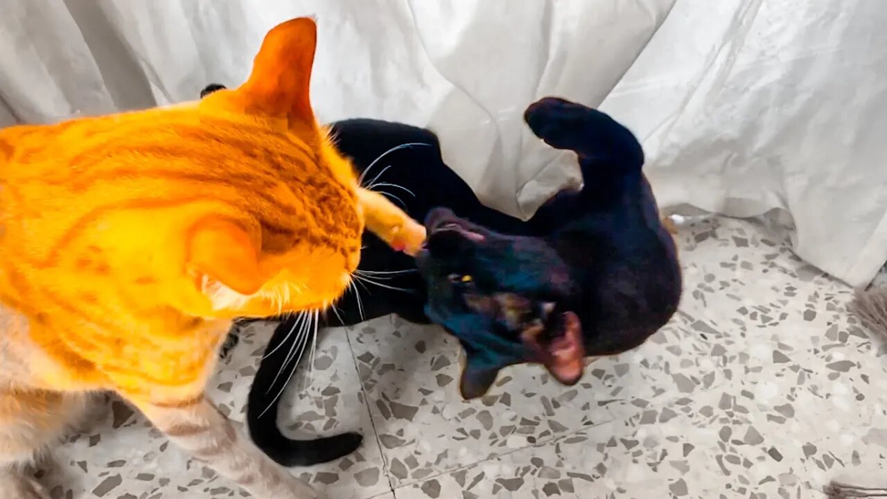 Epic Fight Between Mini Tiger Vs Mini Panther