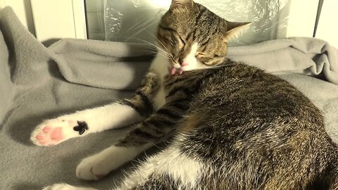 The Cat Fur Must Be Well Taken Care of
