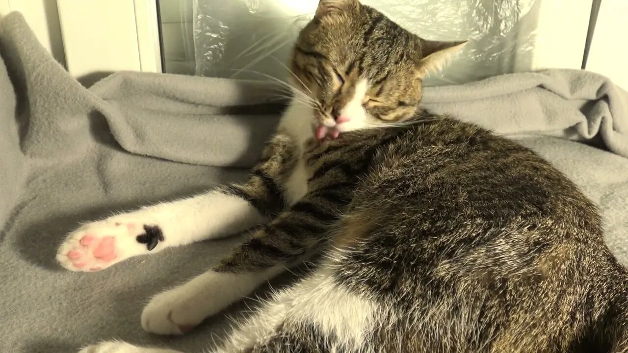 The Cat Fur Must Be Well Taken Care of