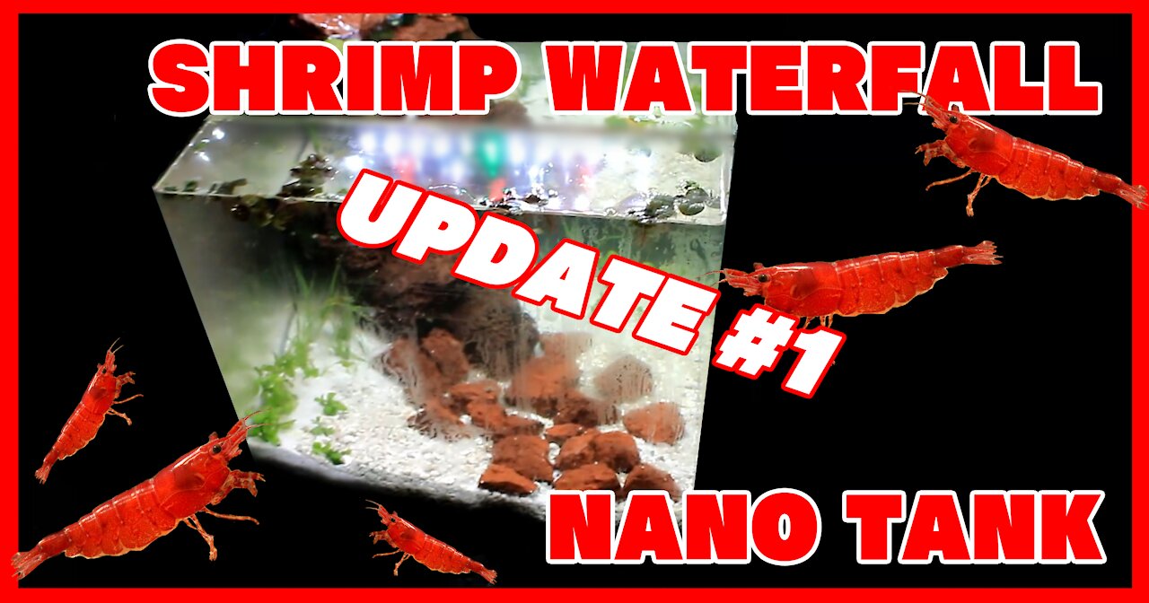 DIY Waterfall Nano Shrimp Tank Update #1