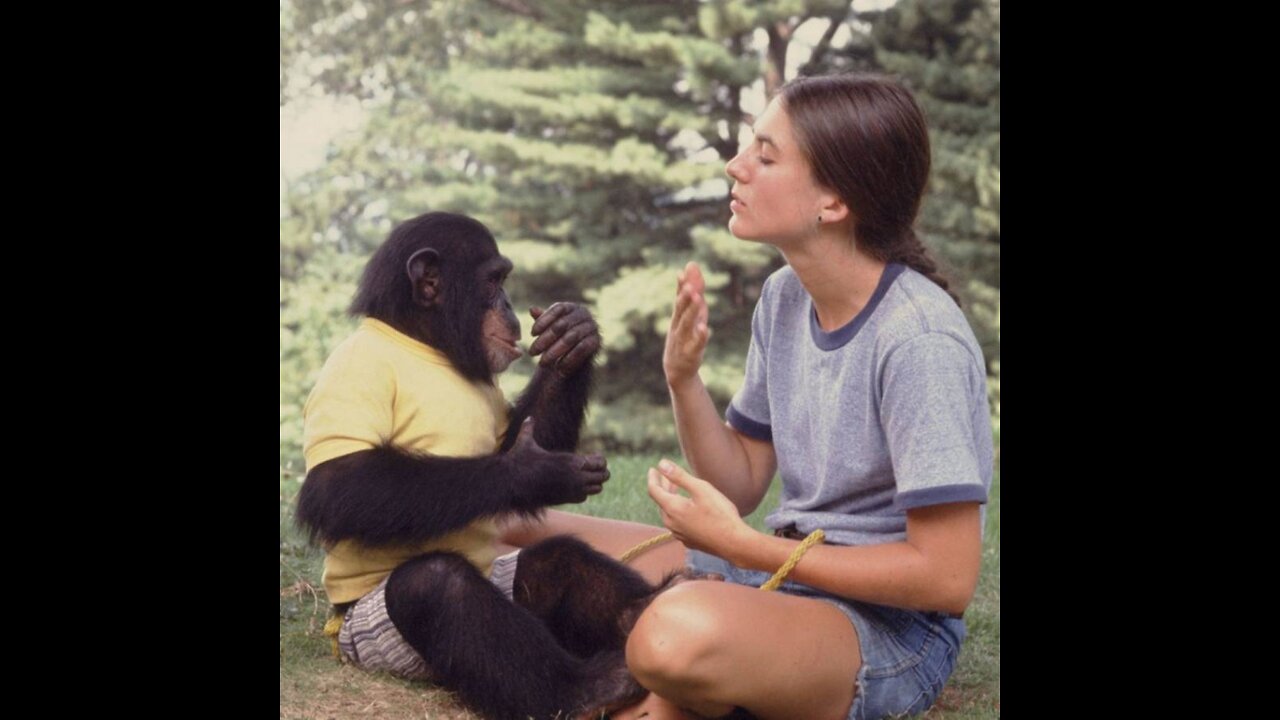 A girl imitates a chimpanzee while he applauds her. Amazing.😅😅😅