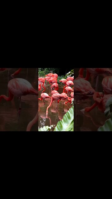 Flamingos belong to one of the most ancient bird families.