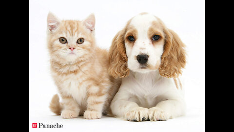 BIG Doggy and little pup and play together..