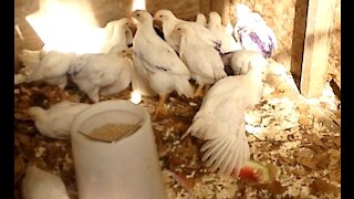 I Try Feeding Leghorn Chickens Watermelon