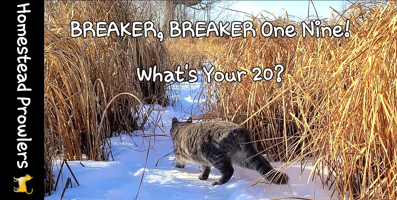 Homestead Cats Communicate To Each Other While on Winter Walk