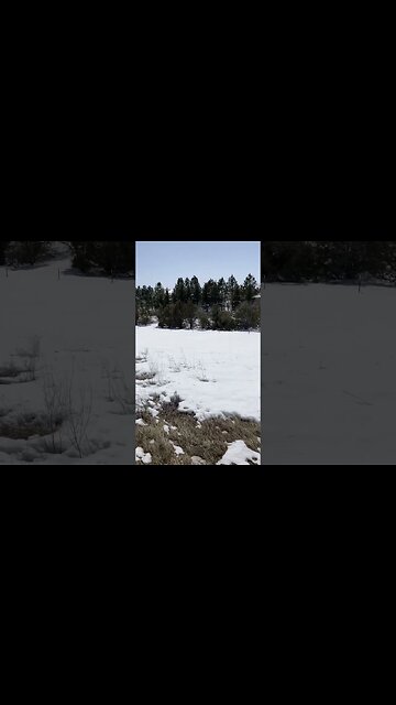 Fixing barbed wire fence is in the near future. #shorts