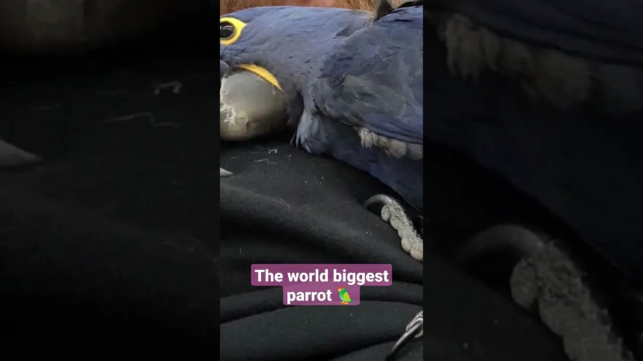 The world biggest parrot 🦜 #shorts #short #threeteatrees #parrot #pet #petlover