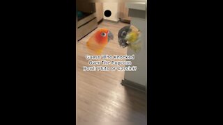 Guess which bird committed this popcorn crime?