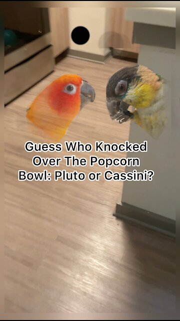 Guess which bird committed this popcorn crime?