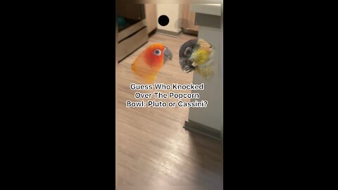 Guess which bird committed this popcorn crime?