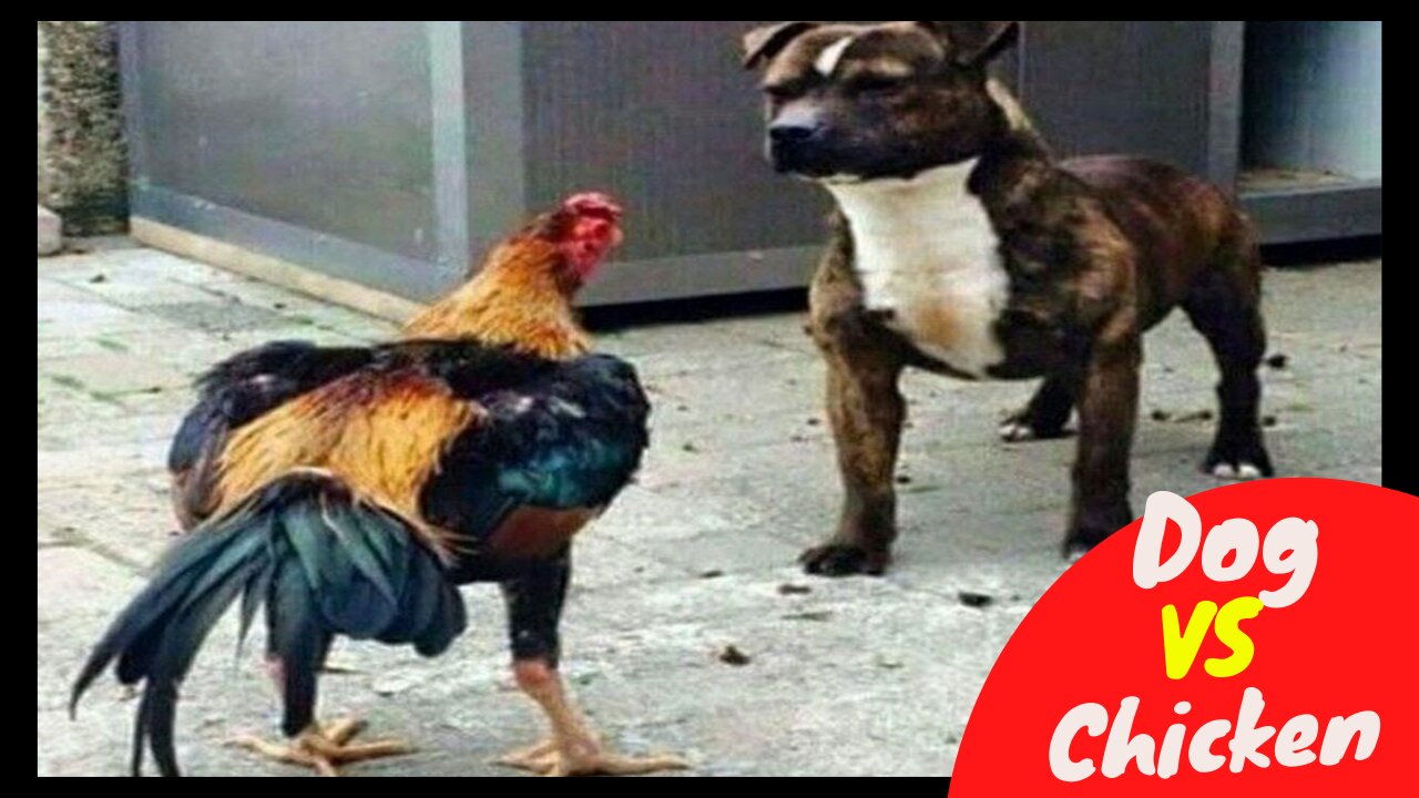 Dog Fight VS Chicken 2022♥ - Funny Dog Fight Videos