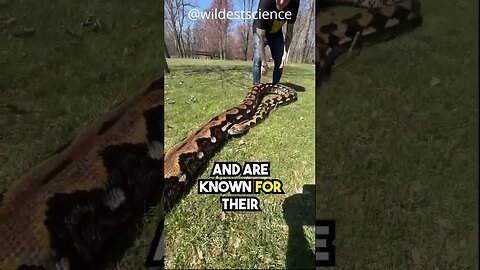 The Longest snake in the world