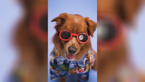 cute dog enjoying with sunglass