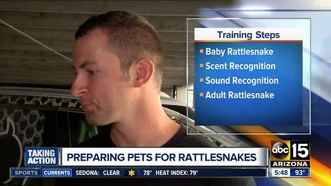 4 steps to train your dog to avoid snakes