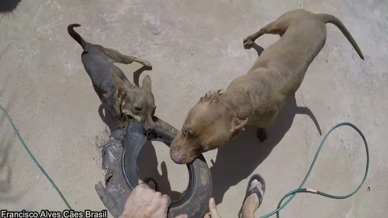 O Calor esta de mais - Então ja ja tem piscininha para os cães