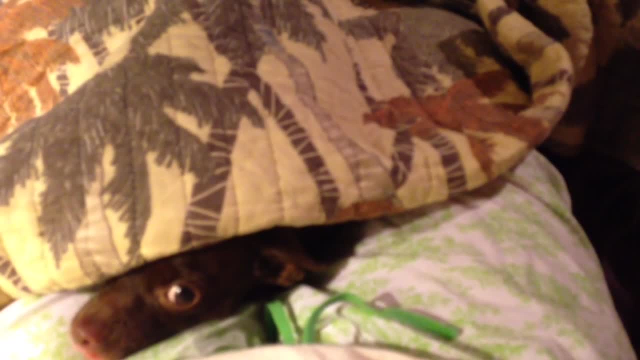 These Pets Love to Play Hide and Seek