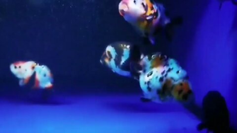 world class ranchu goldfish-10