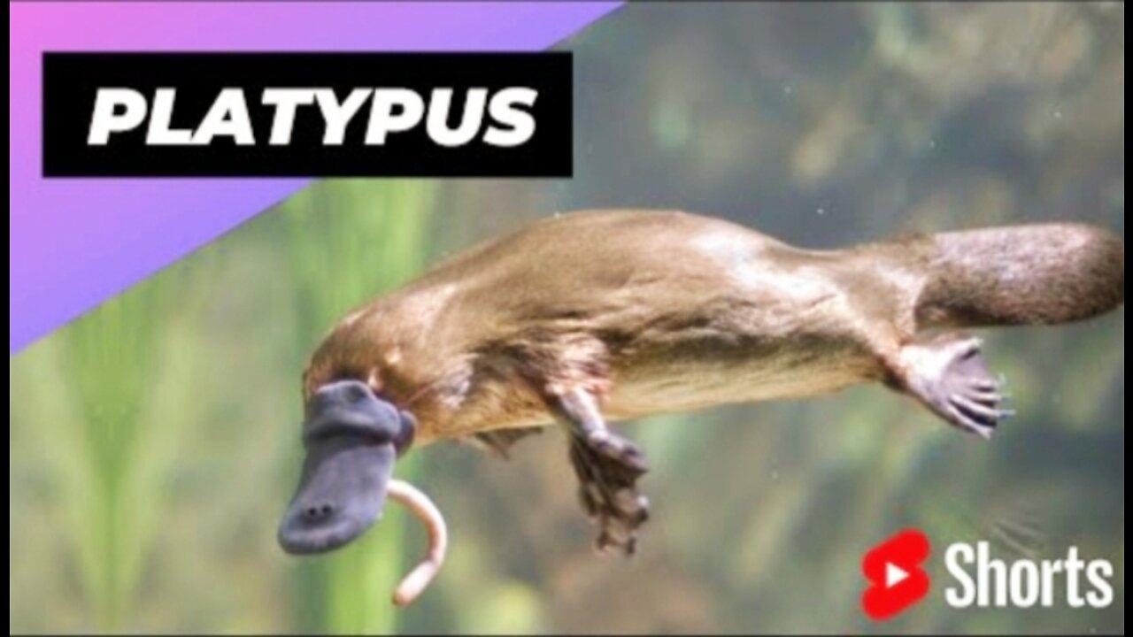 Vairal Animal Platypus 🐶 One Of The Cute And Dangerous Animals In The World #shorts