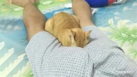 Funniest Cats 😹 - Don't try to hold back Laughter 😂 - Funny Cats Hack - 36