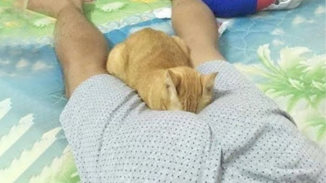 Funniest Cats 😹 - Don't try to hold back Laughter 😂 - Funny Cats Hack - 36