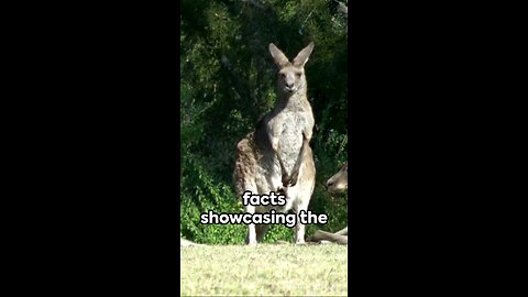 3 amazing facts about kangaroos