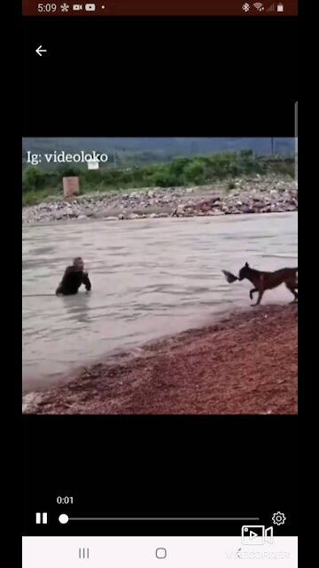 Perro karateca 🤣🤣🤣🤣