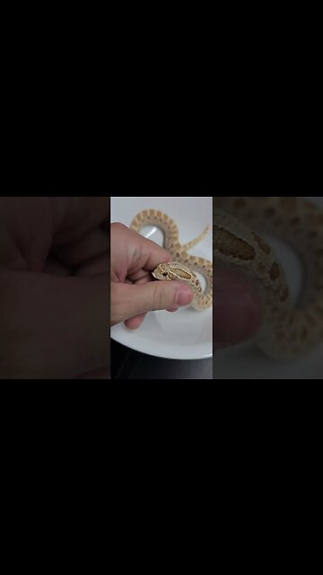 Timothy get his weigh-in (A Hognose Short) #hognosesnake #snake