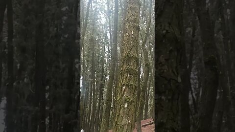 Pine Forest, Vagamon #reel #kerala #trending #nature #sunset #reelitfeelit #relaxingmusic