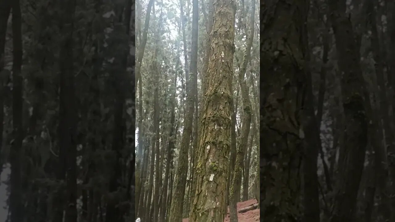 Pine Forest, Vagamon #reel #kerala #trending #nature #sunset #reelitfeelit #relaxingmusic