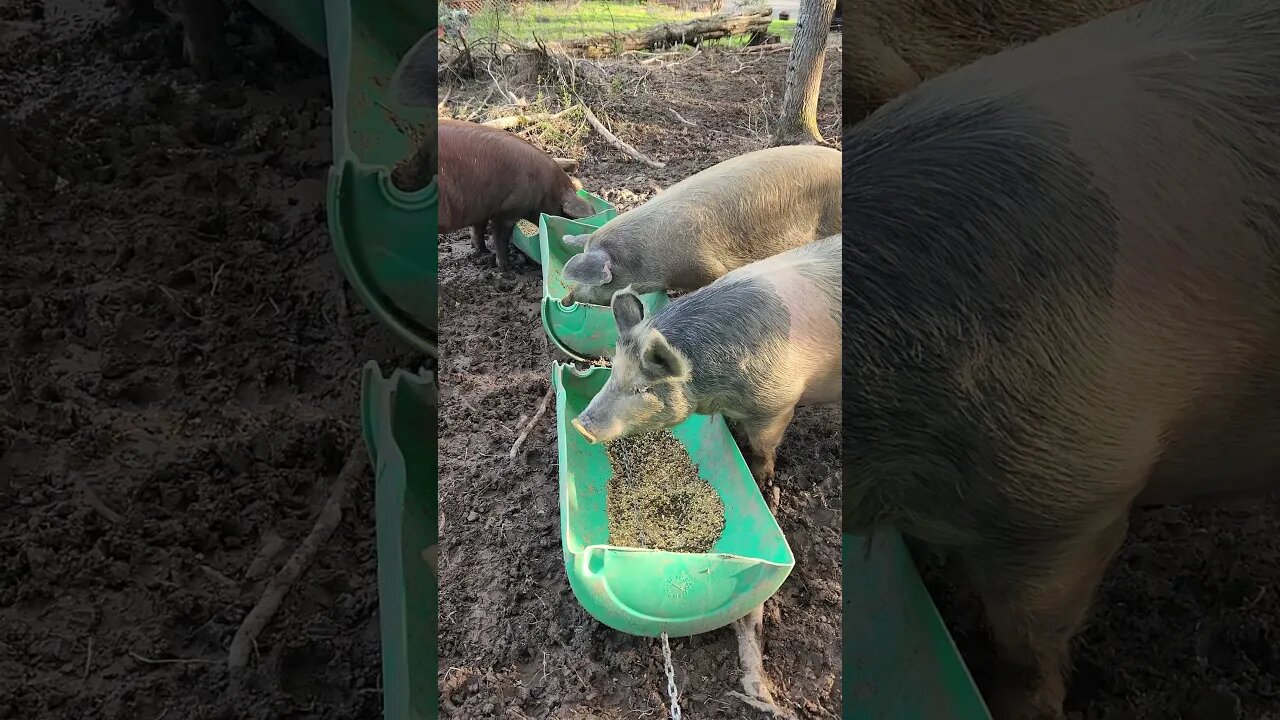 Pigs Eating Breakfast on a Chilly Morning @UncleTimsFarm #kärnəvór #carnivore #shorts #pigtalk