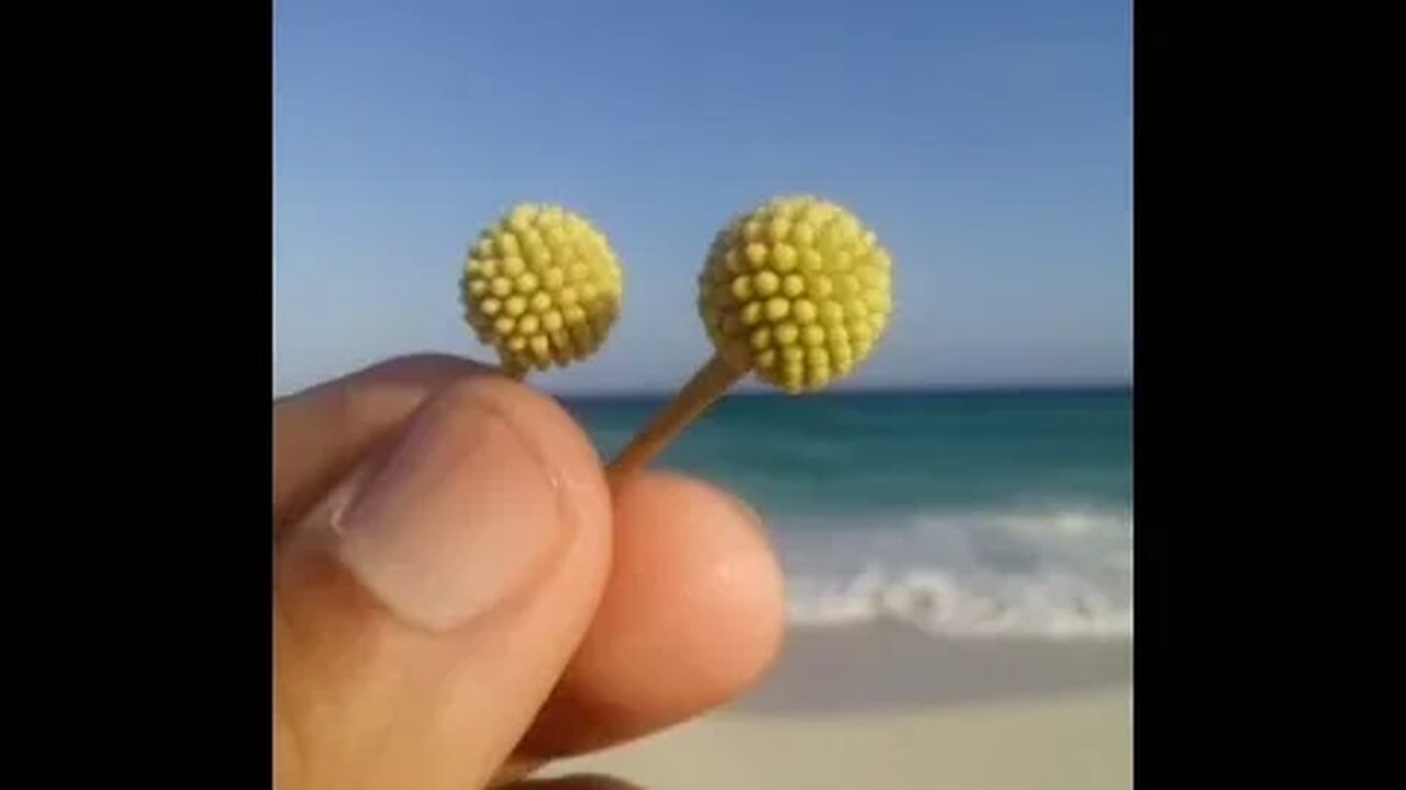 What're Those Weird Beautiful Things Rotating #AeroArduino #Nature #ASMR
