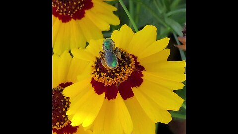 Metallic Green Sweat bee collecting pollen off of wildflowers