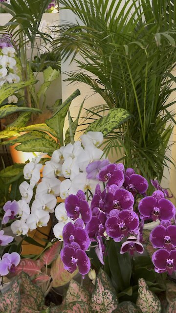 More Orchid Flowers