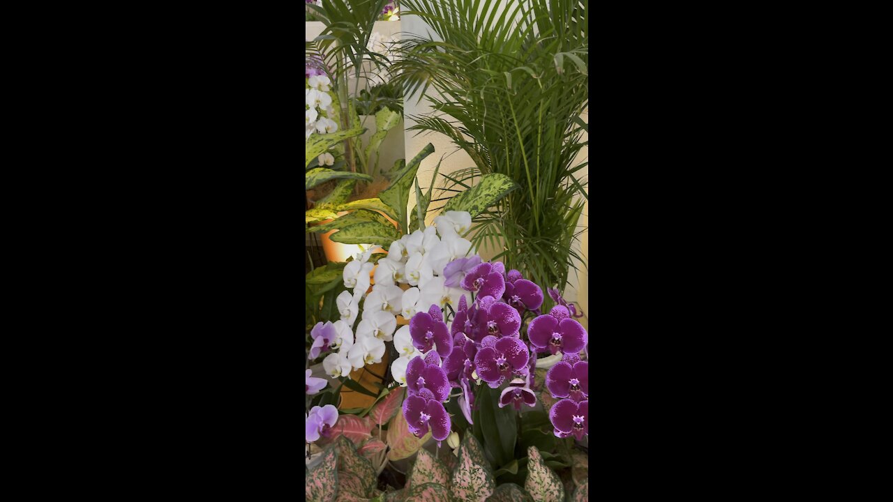 More Orchid Flowers