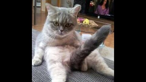 Funny Cats 😹😹 Don't try to hold back Laughter 🤣🤣