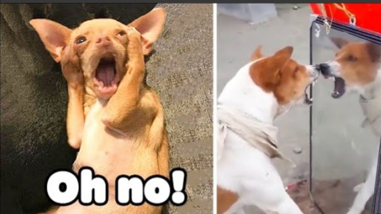 Funniest Cats and Dogs 🐱🐶 Part 3