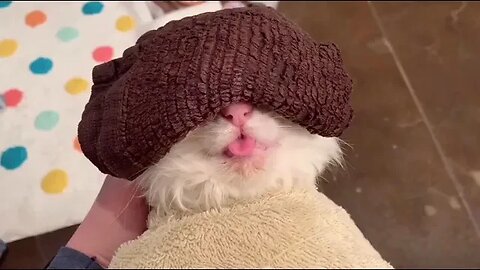 relaxed cat #shorts