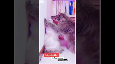 Funny Cats | Short video | 2022 | PersianCatsZone 😸