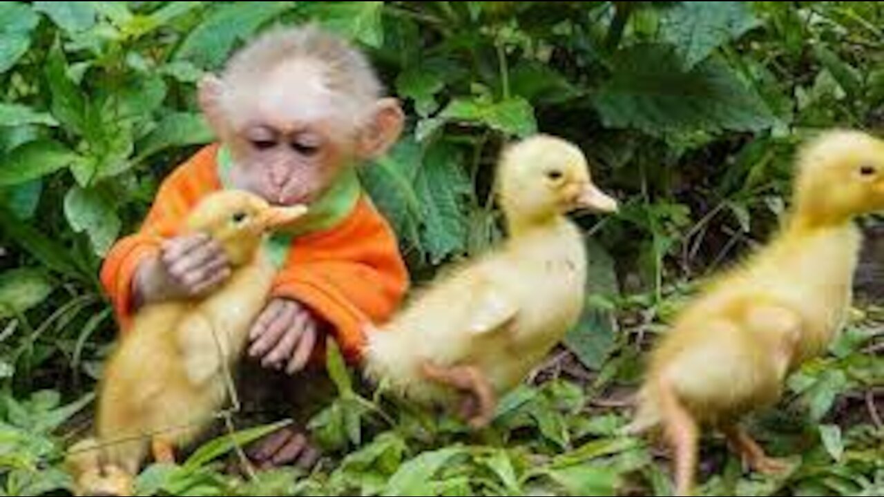 Baby monkey helps dad take care of ducks and kiss ducks