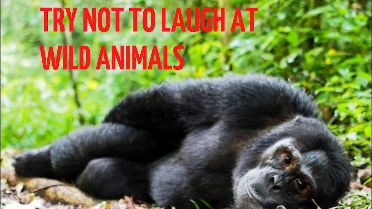 TRY NOT TO LAUGH AT WILD ANIMALS