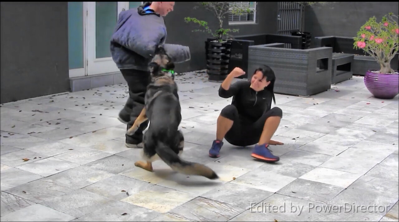 How To Train Guard Dog Step By Step.