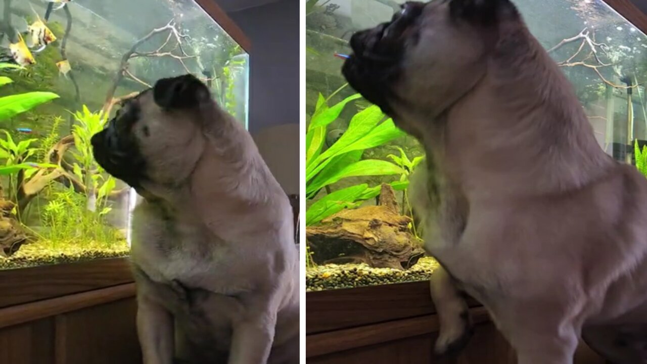 Pug Bites at Aquarium Fish