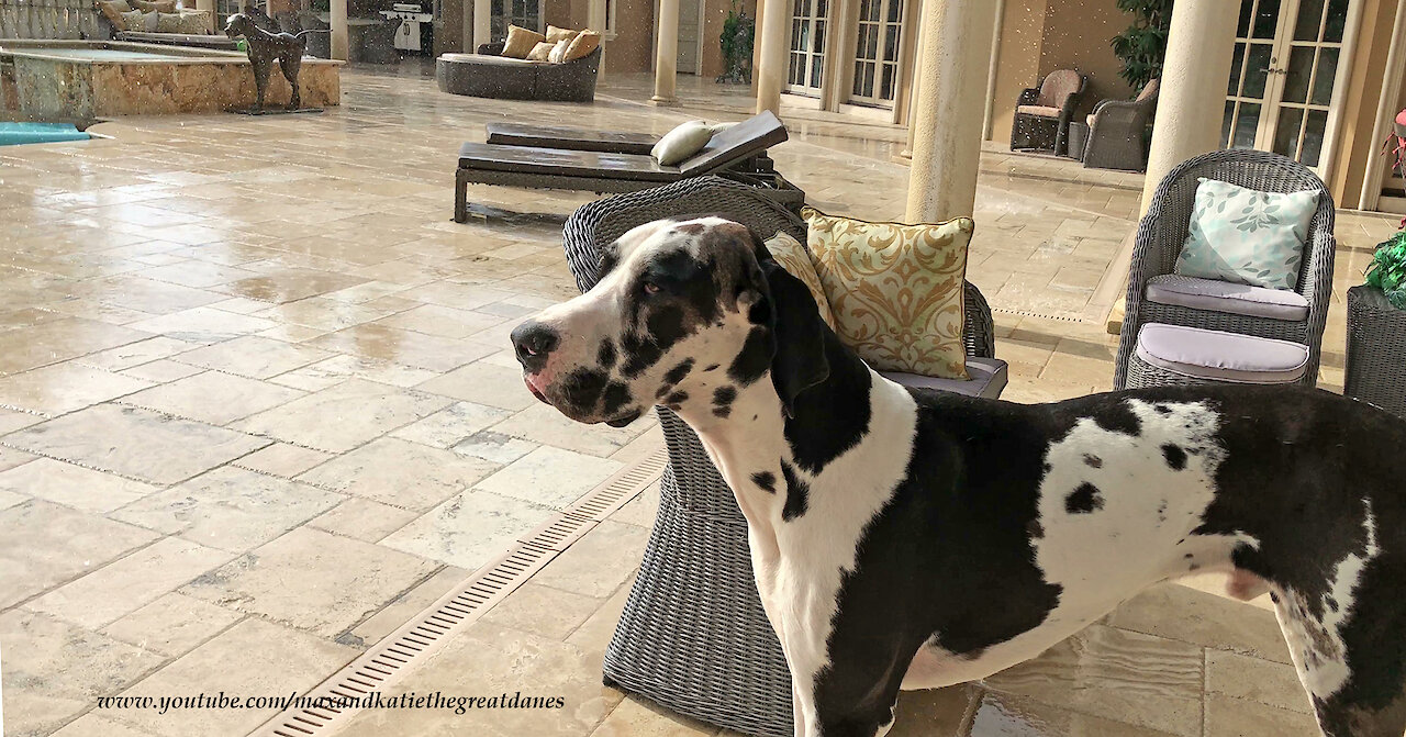 Harlequin Great Dane Watches Florida Sun Shower